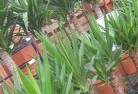 Sedgefieldplant-nursery-10.jpg; ?>