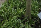 Sedgefieldplant-nursery-23.jpg; ?>